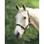 Wessex Headcollar In Black