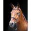 Salisbury Bodenham Bridle In Austrailan Nut