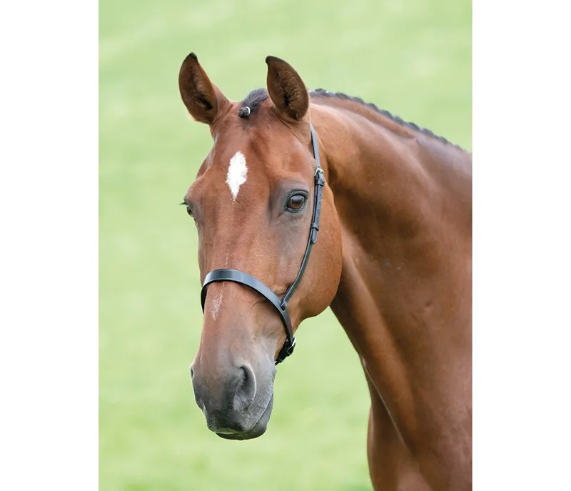 Velociti GARA Cavesson Noseband in HAVANA