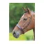Velociti GARA Hunter Cavesson Noseband in BROWN