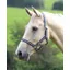 Wessex Headcollar In Blue