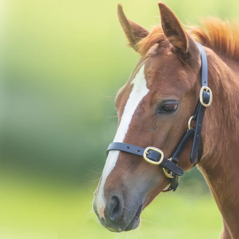 Shires Velociti GARA Adjustable Leather foal Headcollar in BLACK