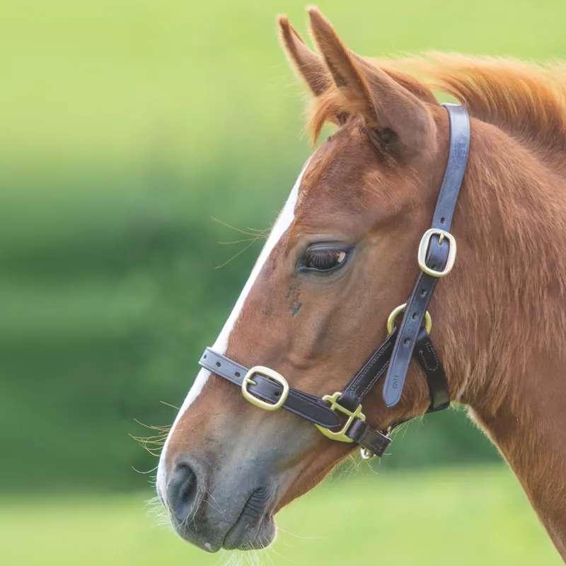 Shires Velociti GARA Adjustable Leather Headcollar in HAVANA