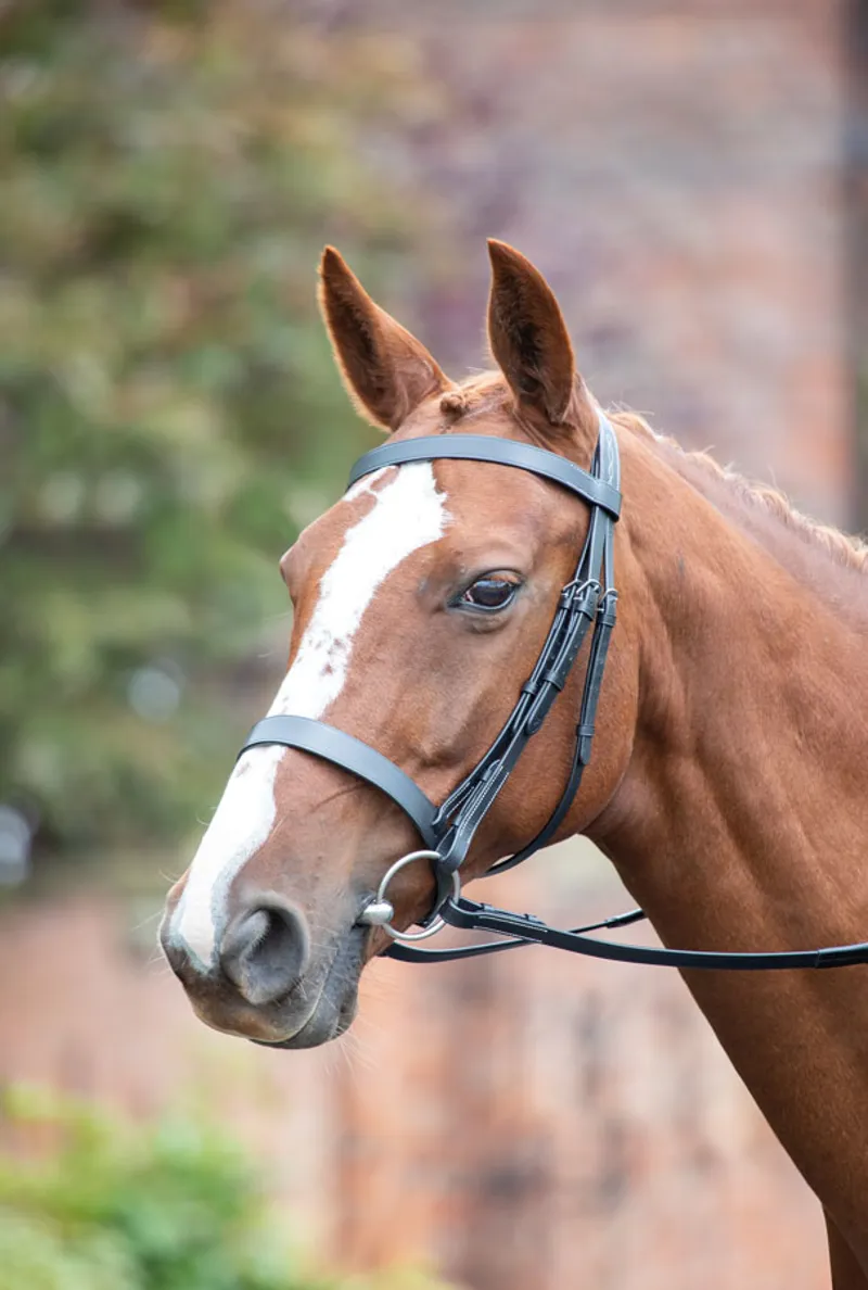 Avignon Hunter Cavesson Bridle in Havana