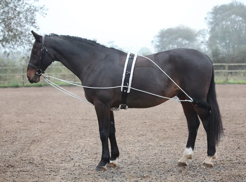Shires One Size Lunging Aid In Black