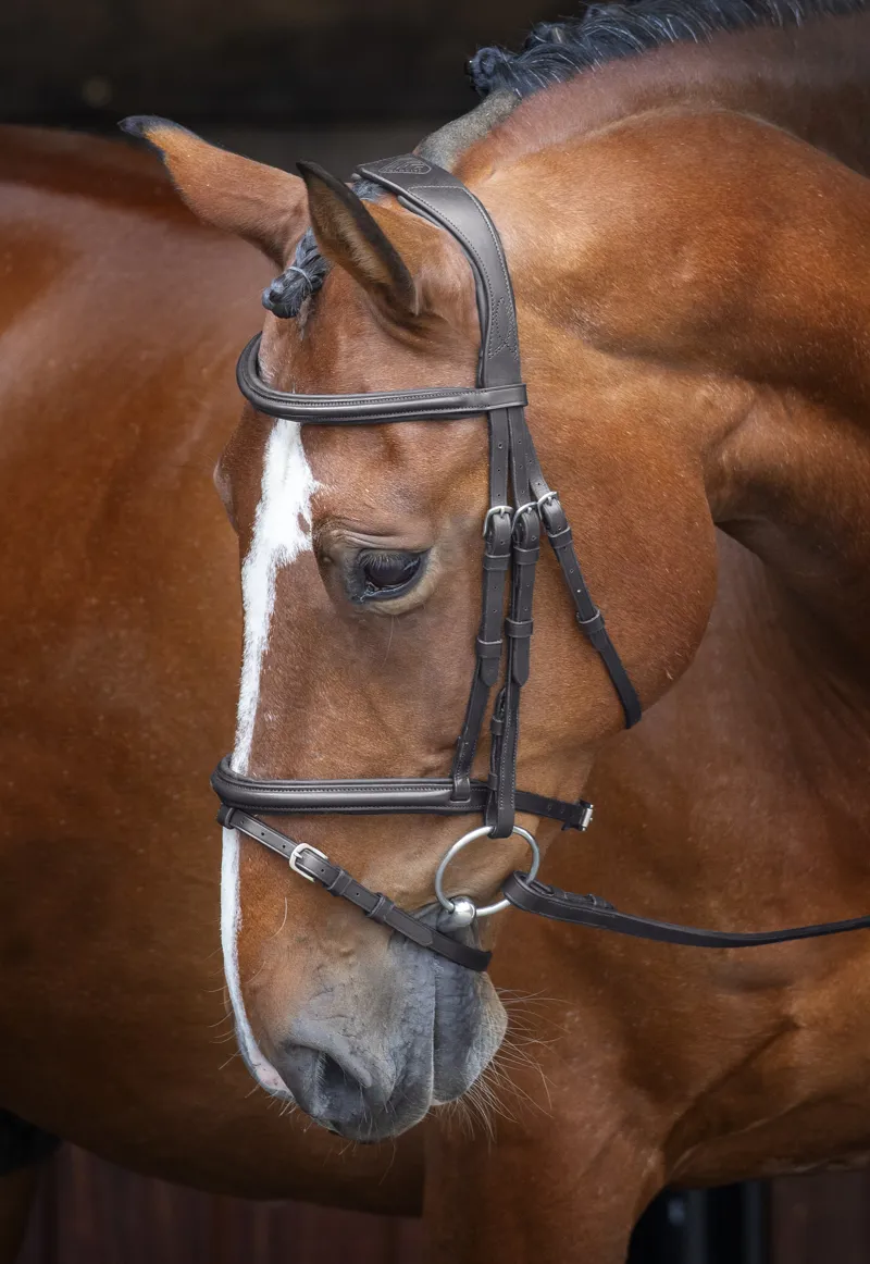 Velociti Padded Raised Flash Bridle in Black