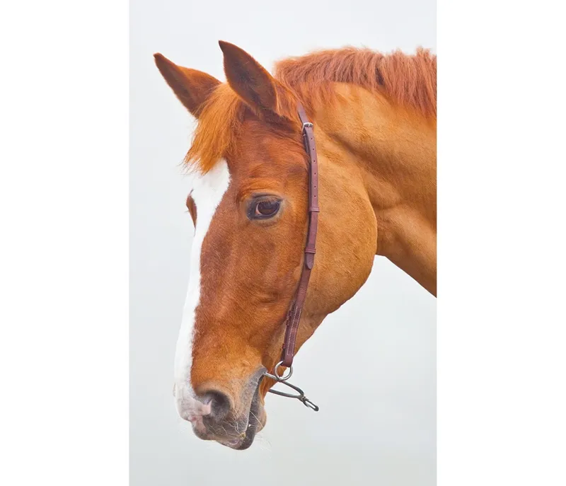 Velociti GARA Chifney Bit Strap in BLACK