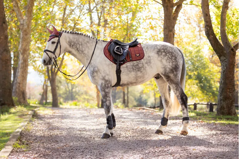 LeMieux Loire Classic Close Contact Square Orchid-2