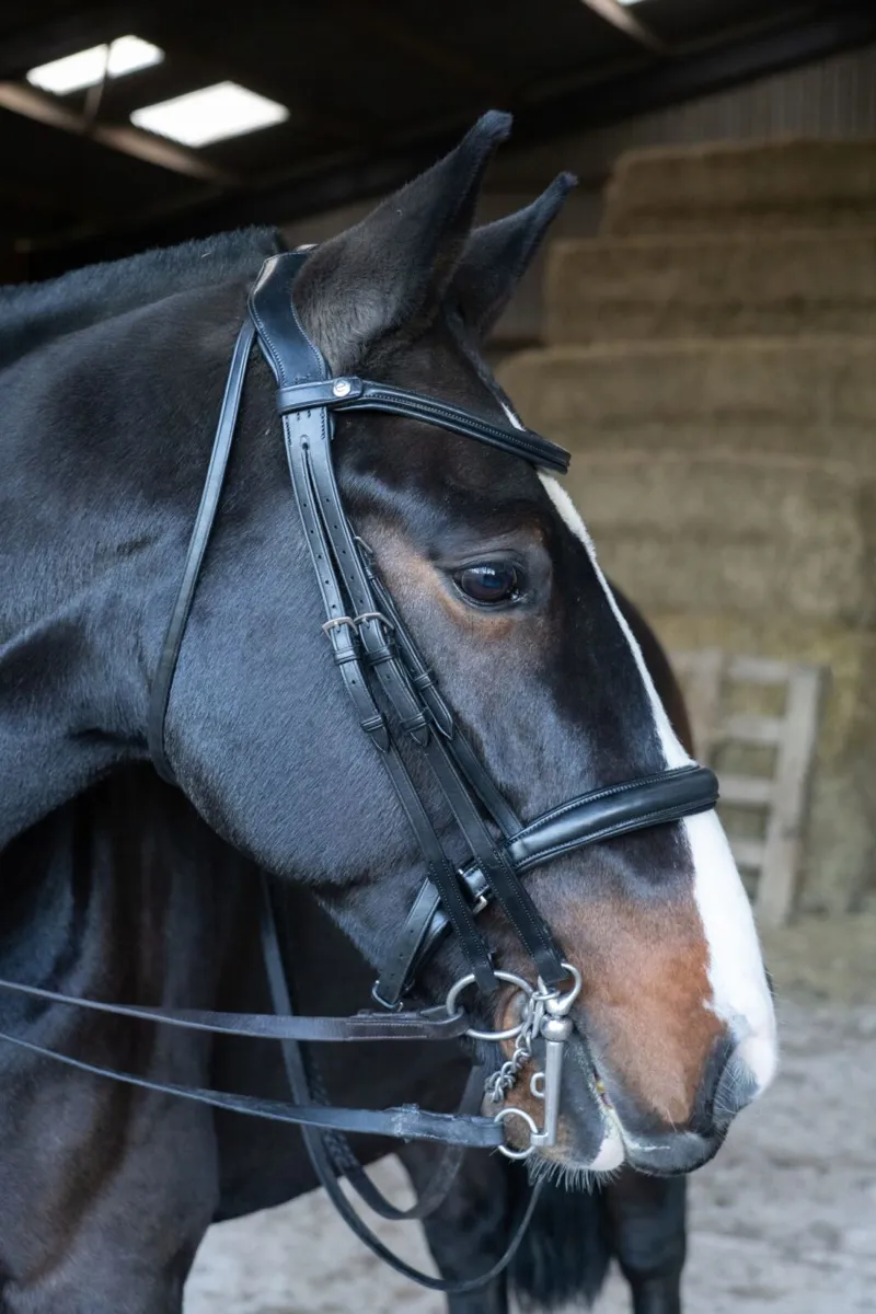 Eco Rider Freedom Double Bridle Black