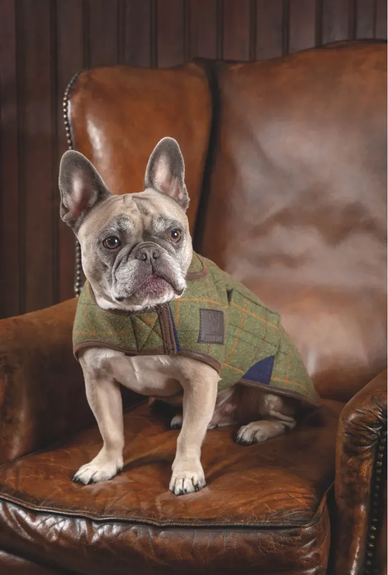 Digby and Fox Tweed Dog Coat in R/Y/BCK