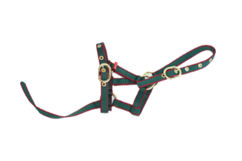 Equi-Sential Nylon Headcollar Suckling Green/Burg