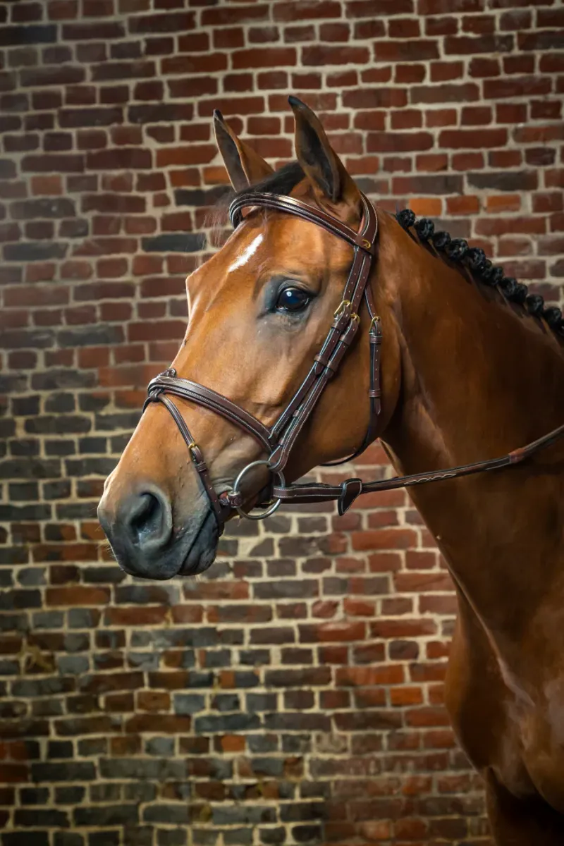 Kentucky Flash Noseband Bridle Brown