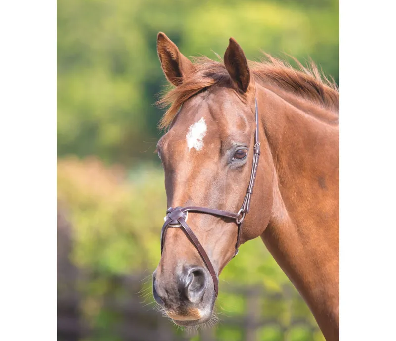 Velociti GARA Mexican Noseband in HAVANA