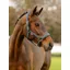 Le Mieux Soft Shell Headcollar Cinder
