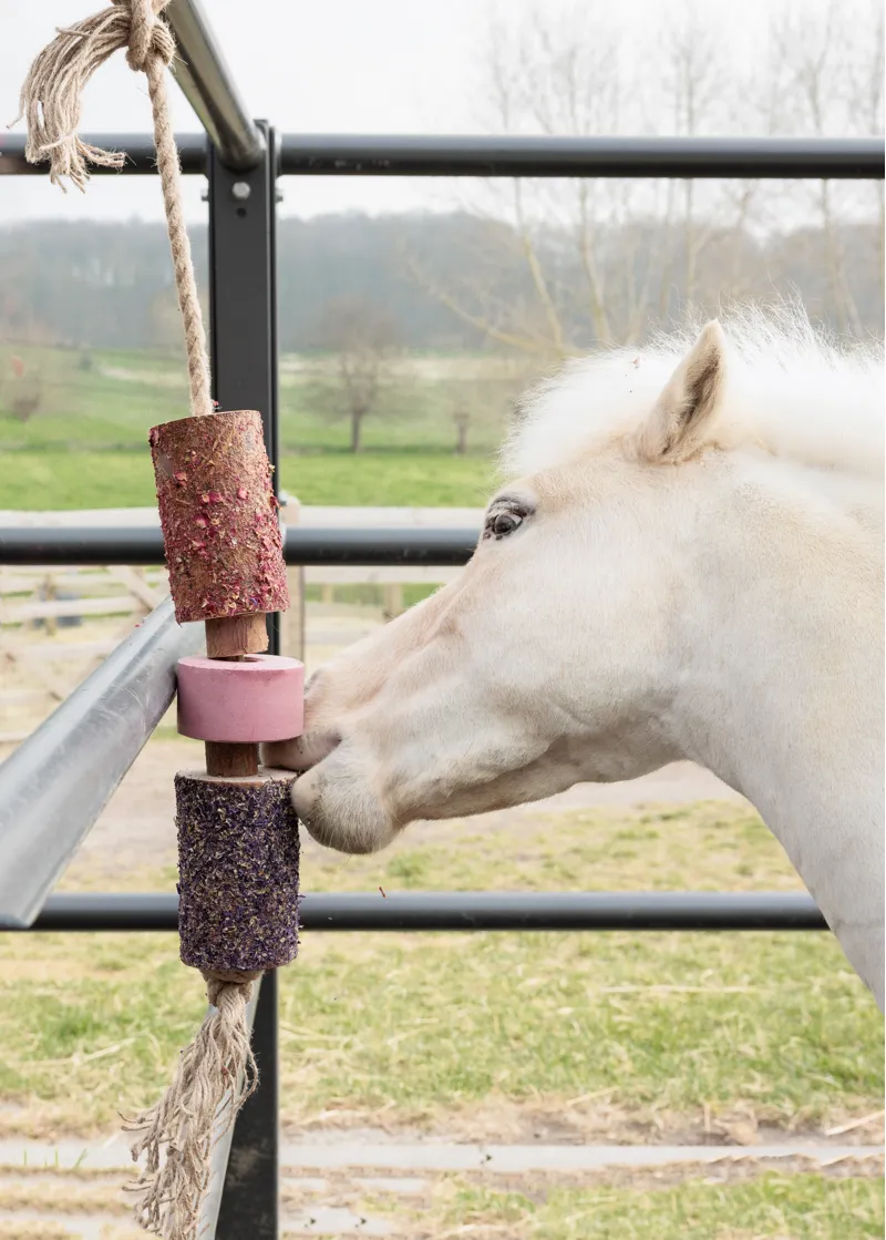 Wooden Relax Horse Toy Sammy with Salt Lick