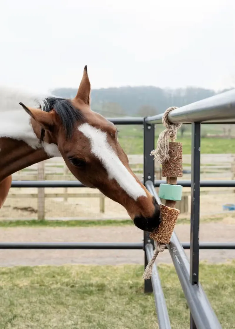 Wooden Relax Horse Toy Airways with Salt Lick