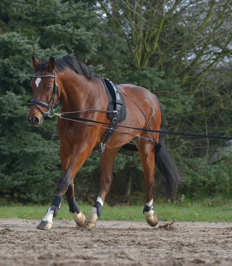 Waldhausen Lunging System Black Cob/Full