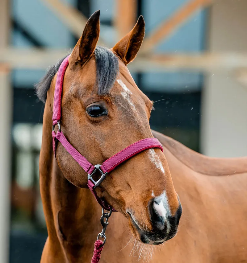 Horseware Amigo Headcollar and Leadrope Set