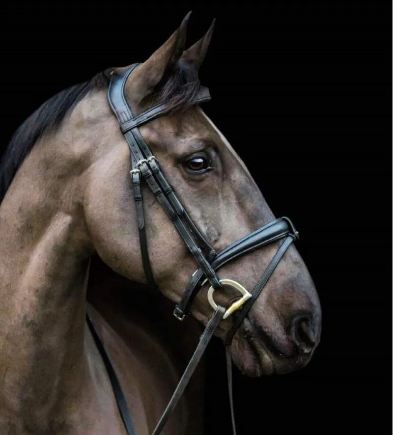 Ecorider Ecosoft Luxe Bridle Black