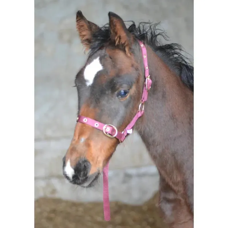 Equisential Nylon Headcollar Suckling Black-2