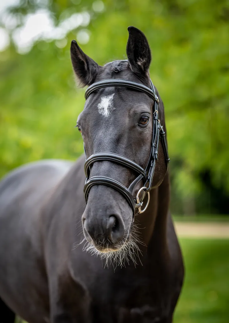 Le Mieux Kudos Double Noseband Bridle Black/Silver