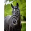 Le Mieux Kudos Double Noseband Bridle Black/Silver