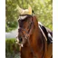 Le Mieux Classic Fly Hood Mimosa