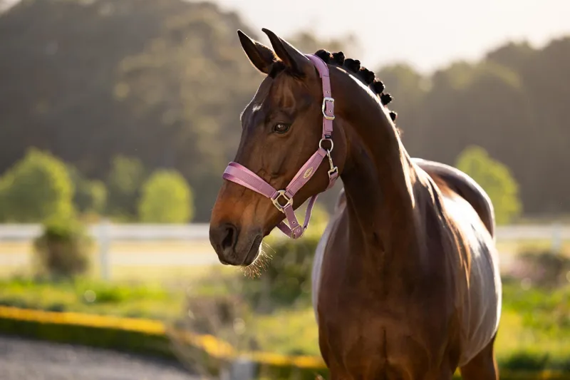LeMieux Versailles Headcollar Mallow 