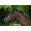 Breeze Up Latigo Leather Headcollar Brown/Cream Stitching