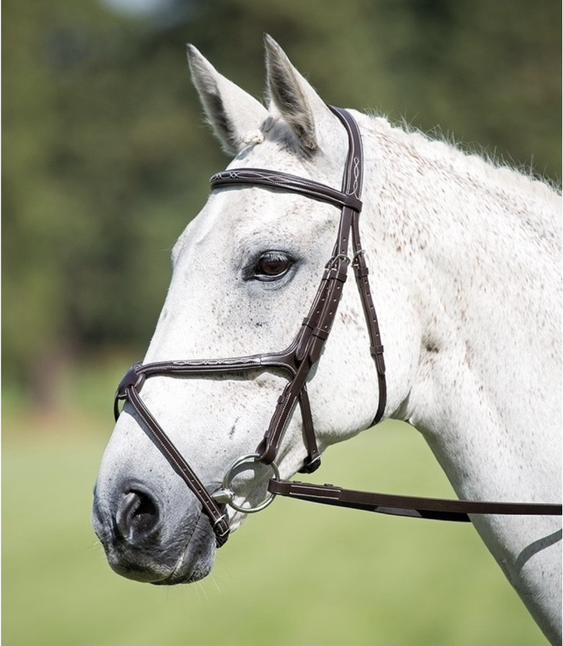 Avignon Grackle Bridle in OAK