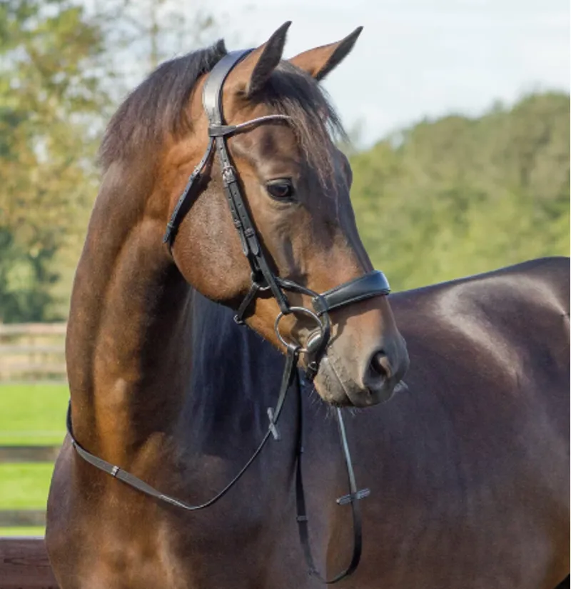 QHP Sedna Bridle Black-1