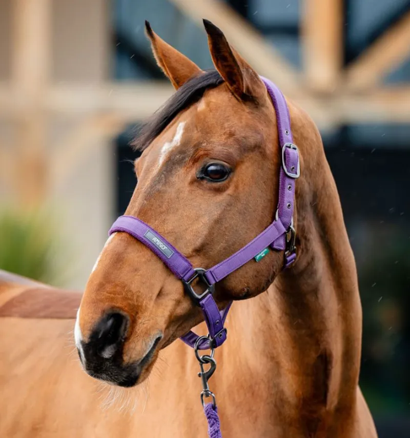 Horseware Amigo Headcollar and Leadrope Winterberry