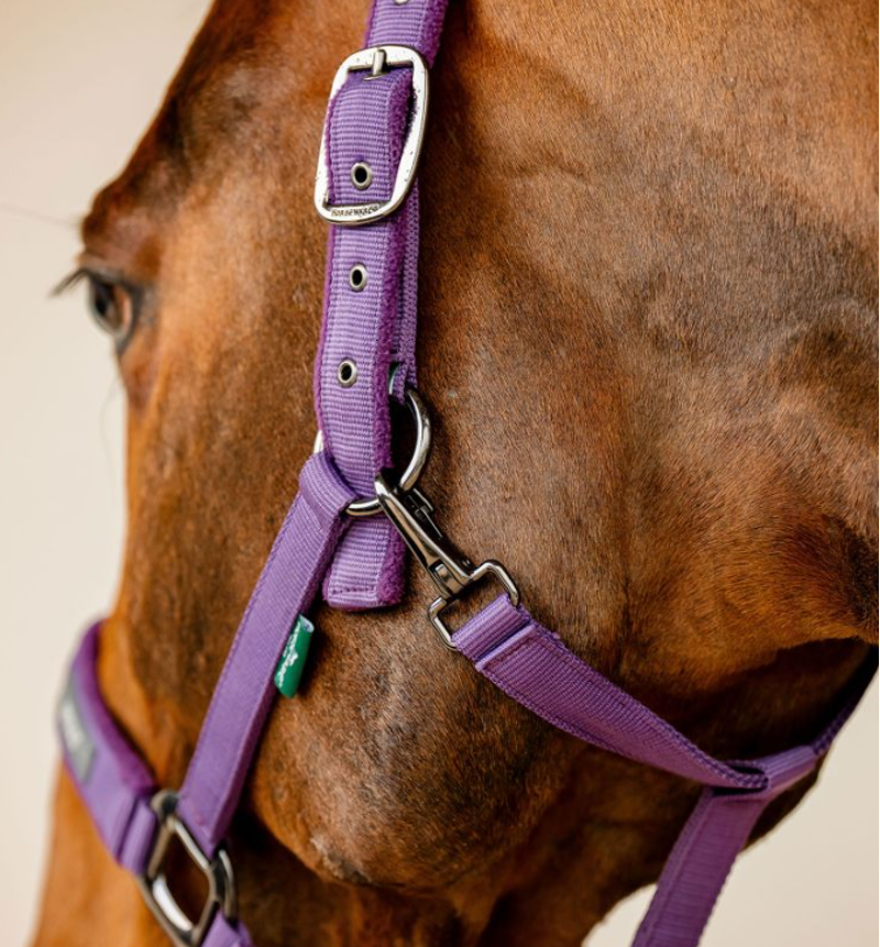Horseware Amigo Headcollar and Leadrope Winterberry-3
