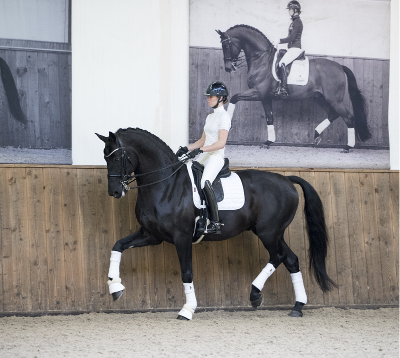 Loire Dressage Square White-1