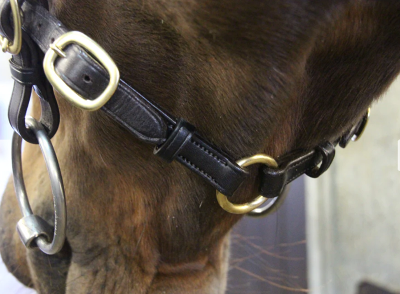 Classic Inhand Bridle Brown-2
