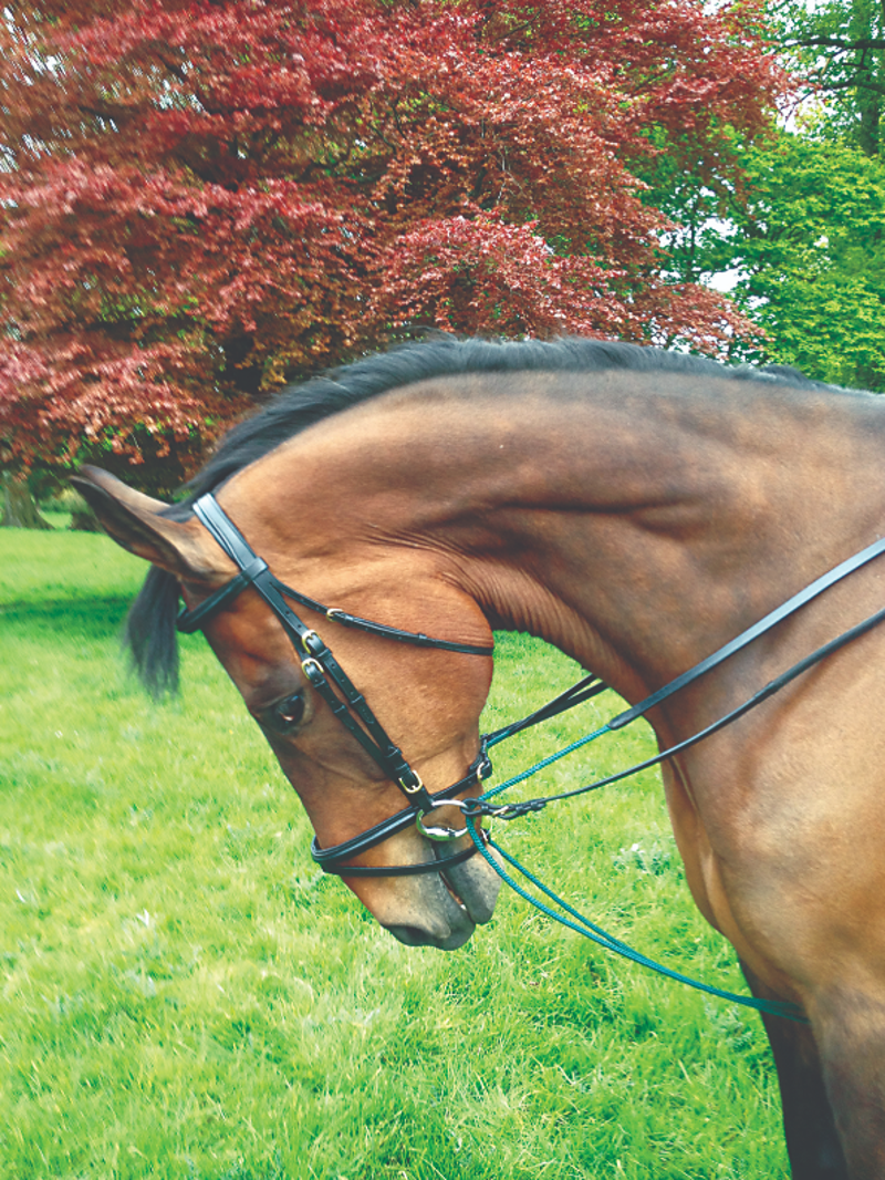 Draw Reins Black Dark Green Rope
