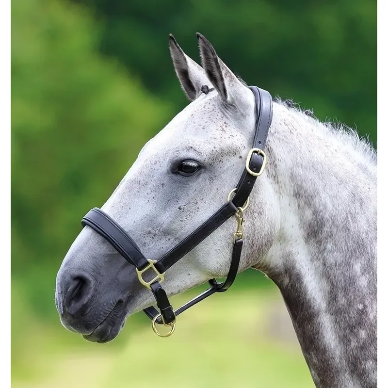 Velociti GARA Leather Travel Headcollar in BLACK