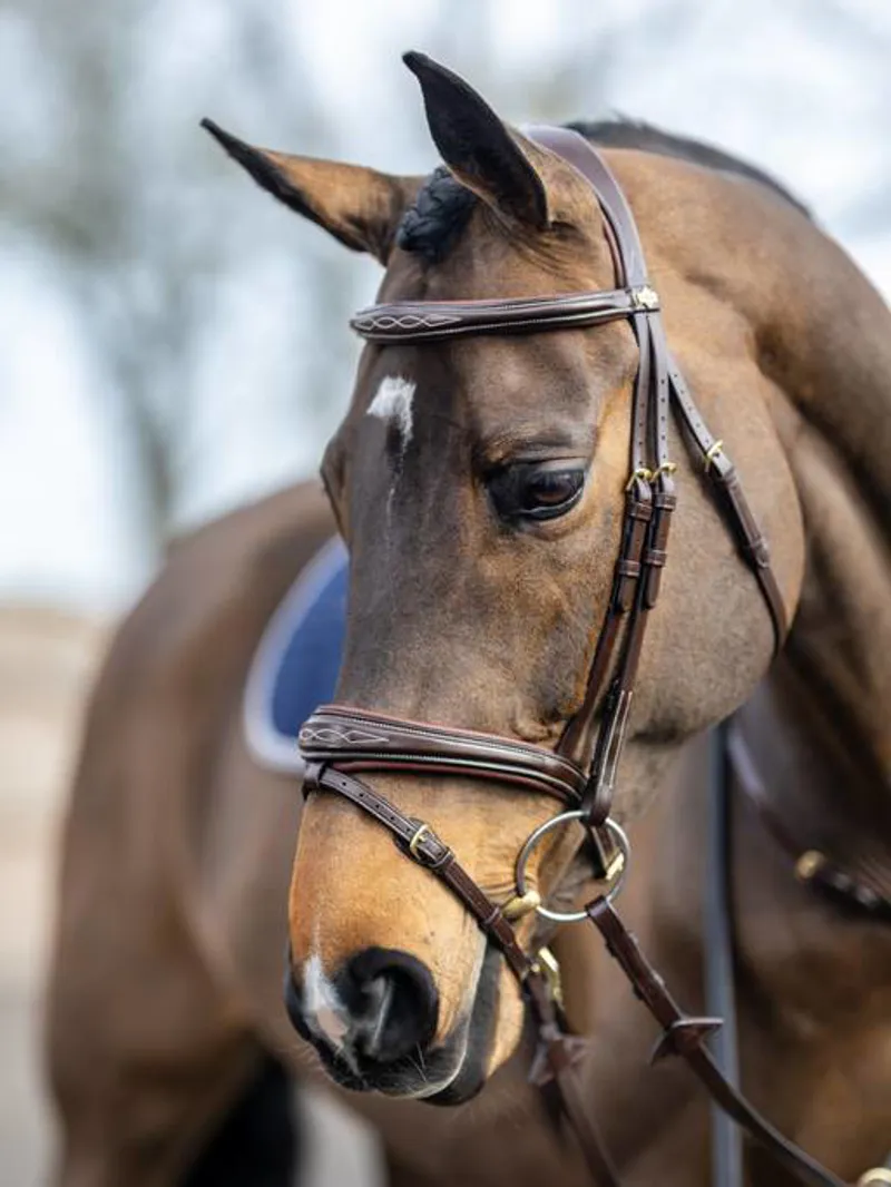 LeMieux Kudos Competition Flash Bridle Havana-4