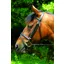 Celtic Equine Classic Bridle Black