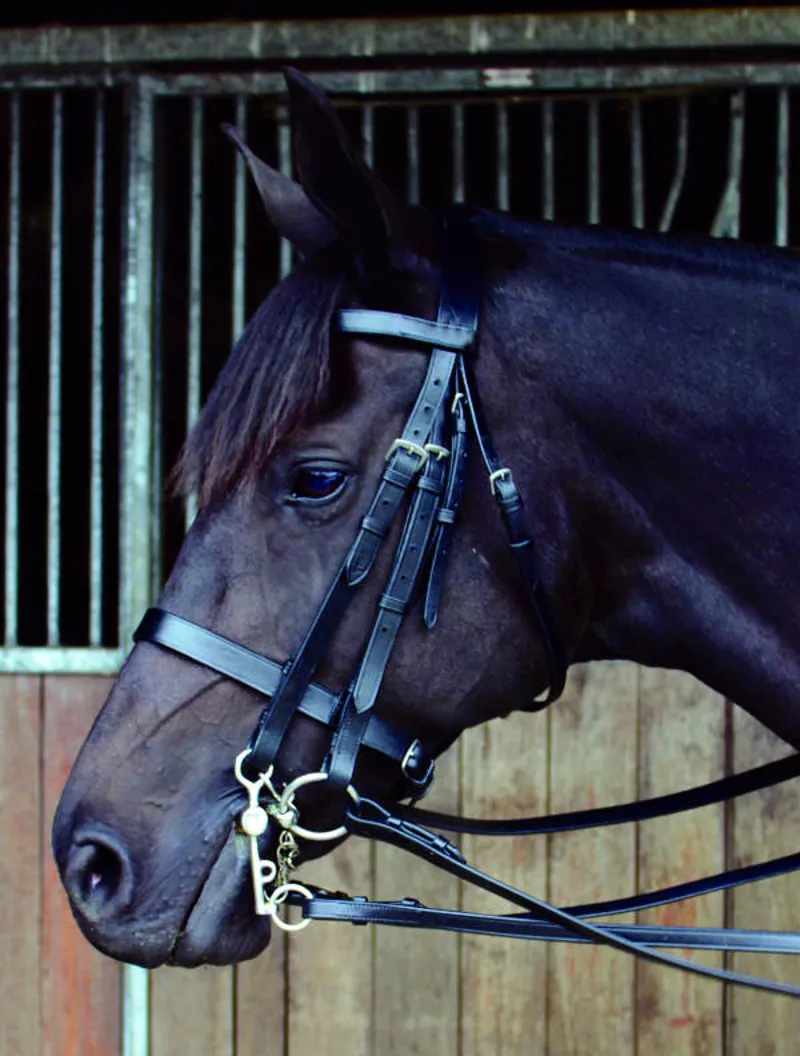 Celtic Equine Double Bridle Black