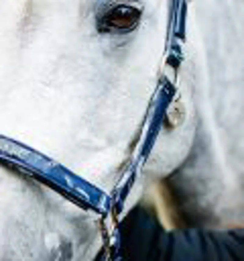 Horseware Grooming Headcollar Navy-1