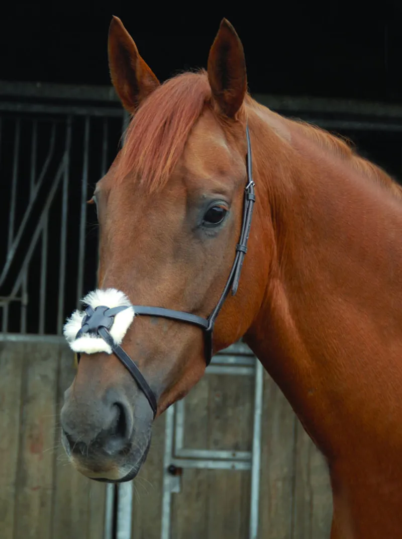 Breeze Up Grackle Noseband Black