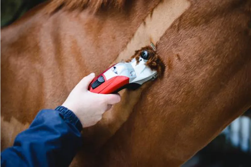 Liveryman Clipper Black Beauty Mains-1