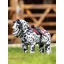 Le Mieux Toy Pony Dakota Black