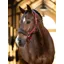 Le Mieux Vogue Headcollar and Leadrope Ember