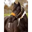 Le Mieux Vogue Headcollar and Leadrope Alpine