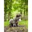 Le Mieux Toy Donkey Daphne