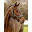 Le Mieux Soft Shell Headcollar Petrol