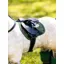 Le Mieux Toy Pony Pad Hunter Green
