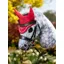 Le Mieux Hobby Horse Fly Hood Chilli